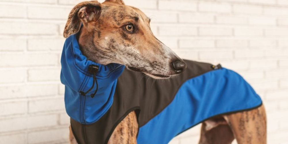 abrigo impermeable para galgos