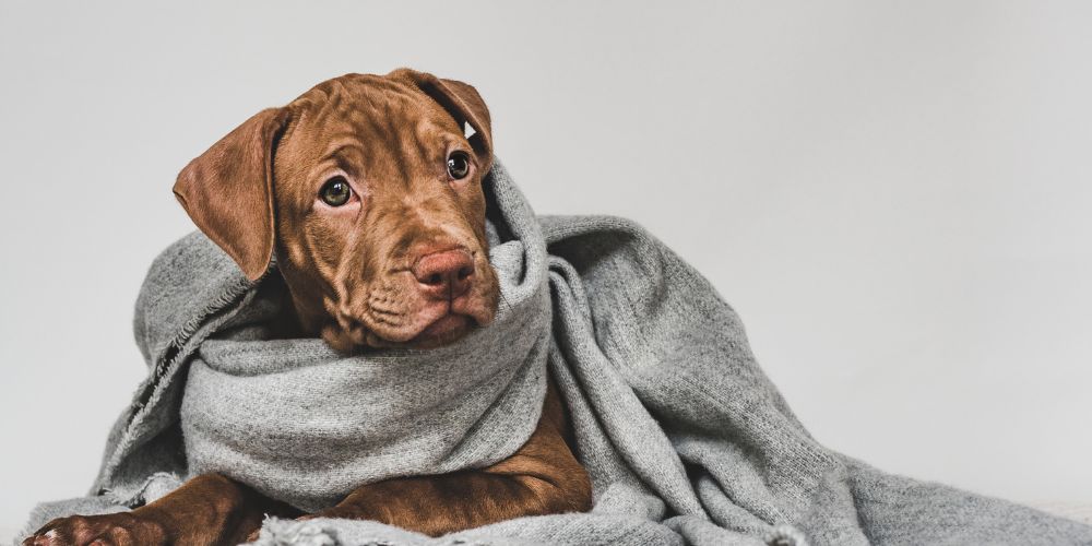 Protegue a tu perro del frío con Galguita Amelie