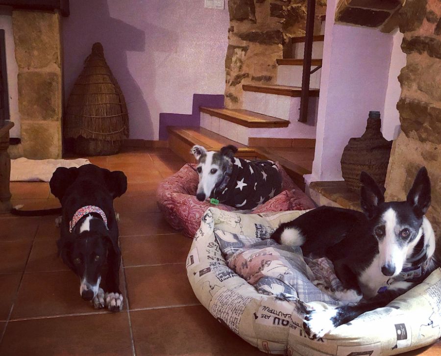 Viajando con nuestras mascotas 