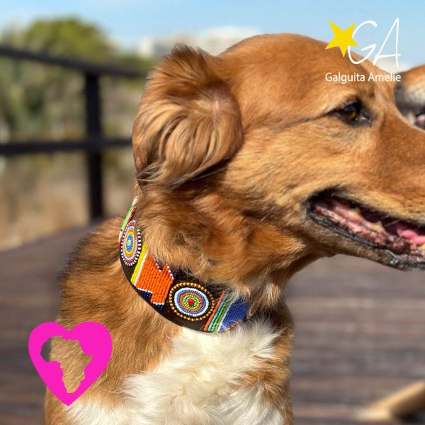 Collares para perros masai