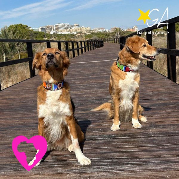 Perros con collares Masai