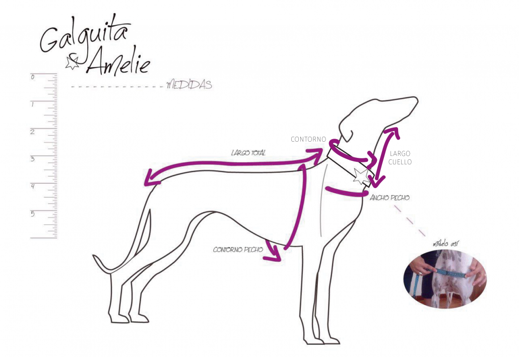 Cómo tomar las medidas de tu perro