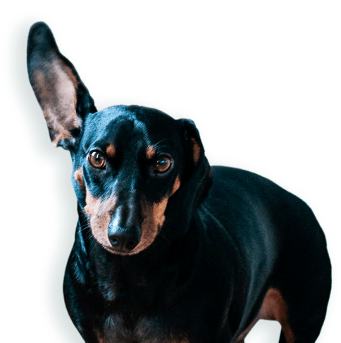 Collares para perros