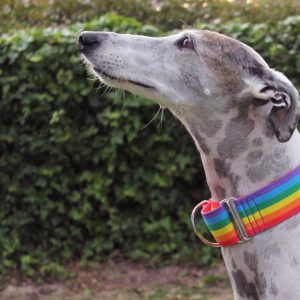 Collares para perros