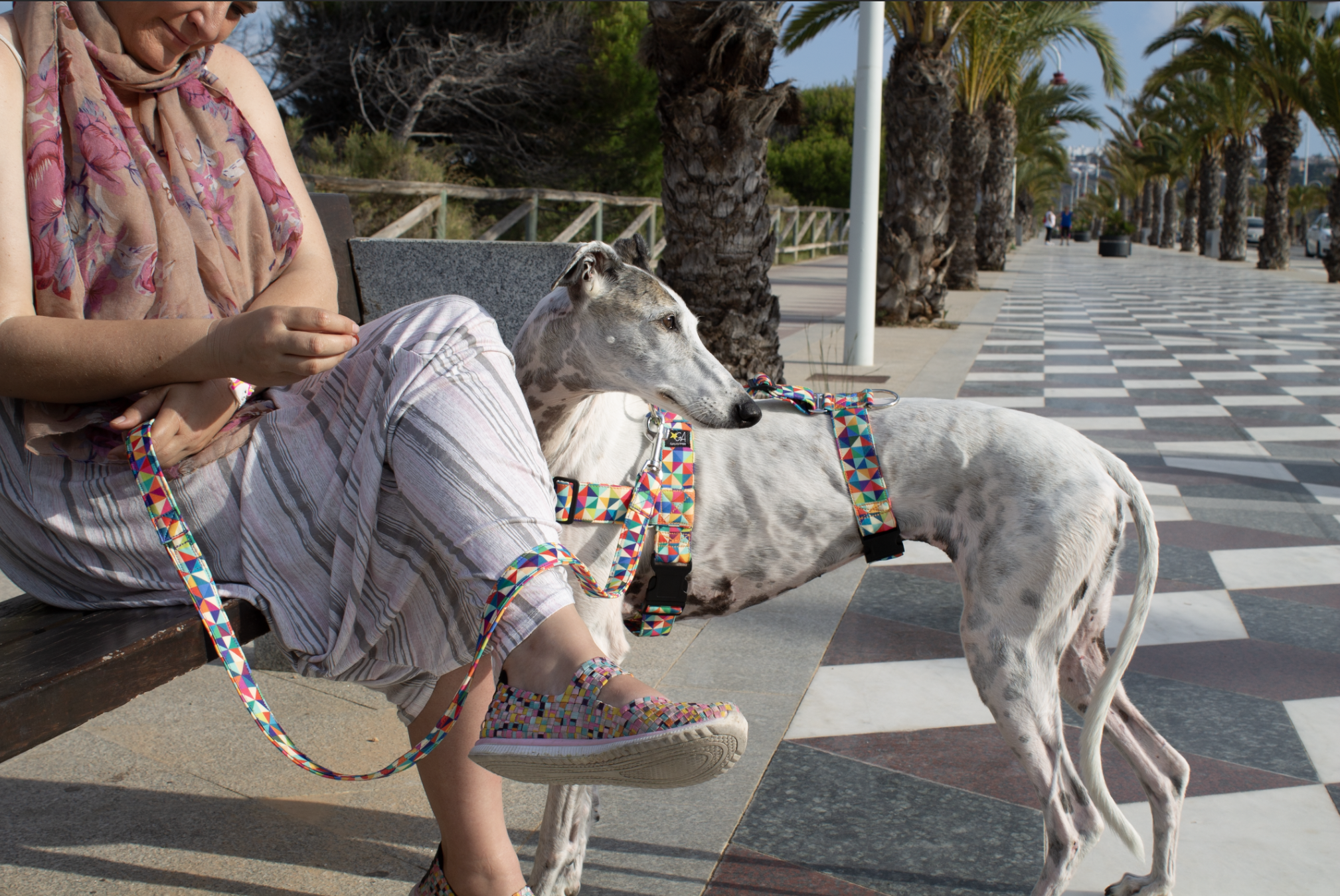 Galguita Amelie de paseo