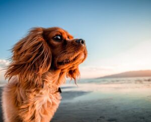 música para perros con miedo