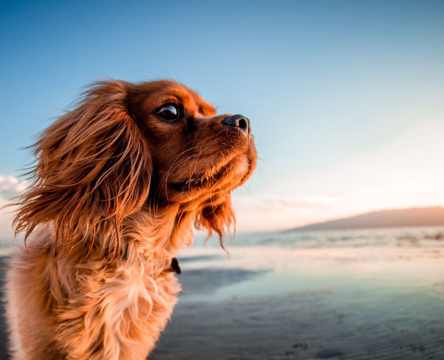 música para perros con miedo
